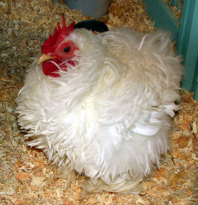 white frizzle chicken