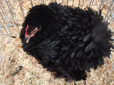 black frizzled chicken inside a cage photo
