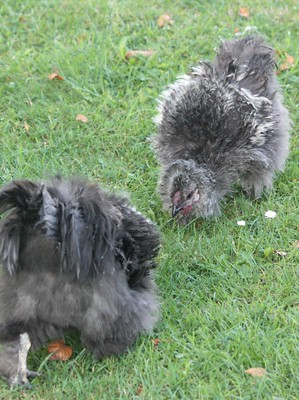 photo of frizzles fighting