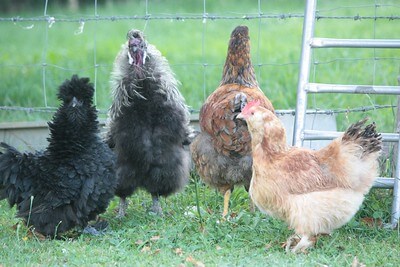 picture of certain breeds of frizzle chickens