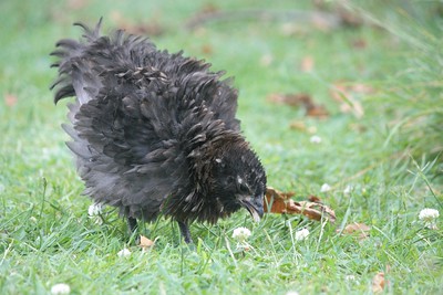 polish frizzle chicken with ash gray feathers pecking food