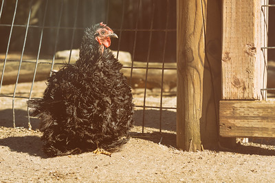 black hen inside a chicken coop