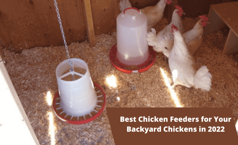 15 Best Chicken Feeders For A Healthy 2022 Flock - Sterling Springs Chicken