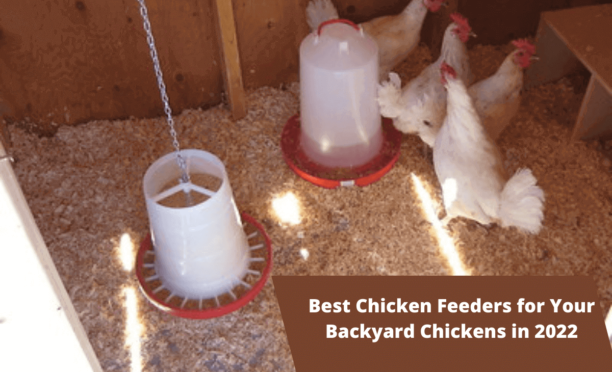 15 Best Chicken Feeders for a Healthy 2022 Flock Sterling Springs Chicken