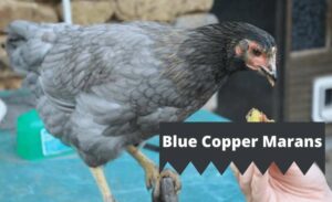 Blue Copper Marans image