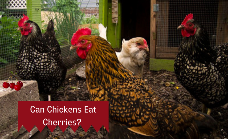 can chickens eat cherries cover image