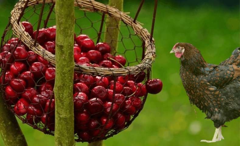 too many cherries in the basket and a chicken image