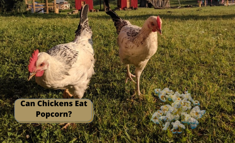 can chickens eat popcorn image