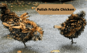 Polish Frizzle Chicken for Backyard Flock