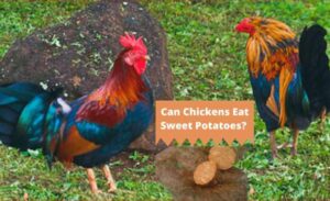Can Chickens Eat Sweet Potatoes