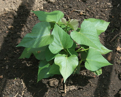potato leaves planted on the ground