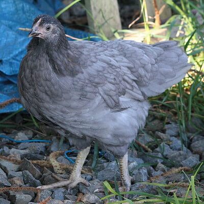 picture of marans chicken breed