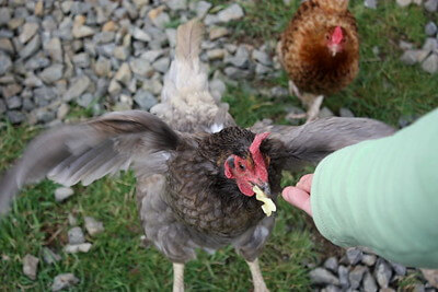 someone feeding the marans chicken