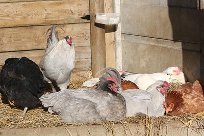 Marans Chickens on the  coop sitting