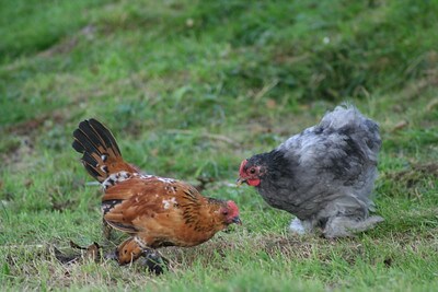 Marans chicken and other breed fighting