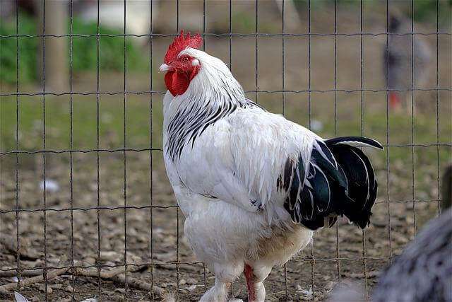 beautiful white chicken near the wire mesh