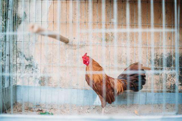 picture of a chicken inside the chicken coop