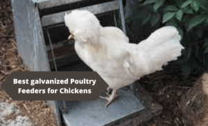 best galvanized chicken feeder