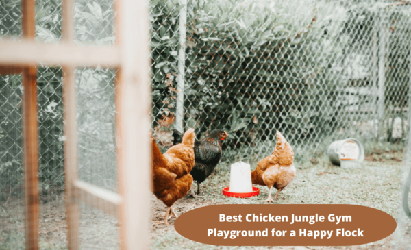 Best Chicken Jungle Gym Playground for a Happy Flock image