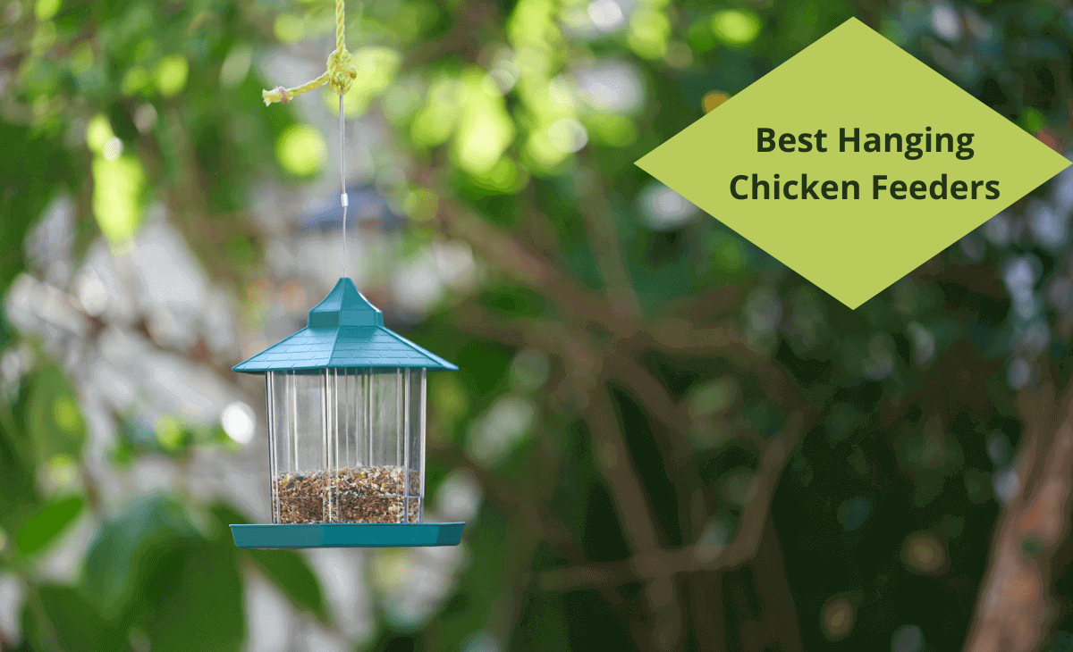 5 Best Hanging Chicken Feeders of 2022 Sterling Springs Chicken