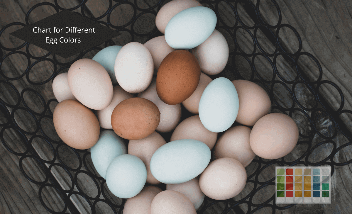 Chicken Egg Color Chart Find Out What Your Breed Lays Sterling Springs Chicken 4524