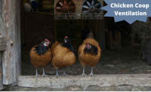 chicken coop ventilation image