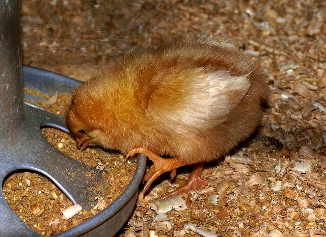 baby chick feeding picture