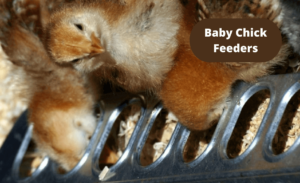 best baby chick feeders
