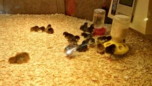 5 Safest and Best Baby Chick Feeders in 2022 - Sterling Springs Chicken