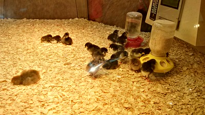 many chicks and two feeders photo