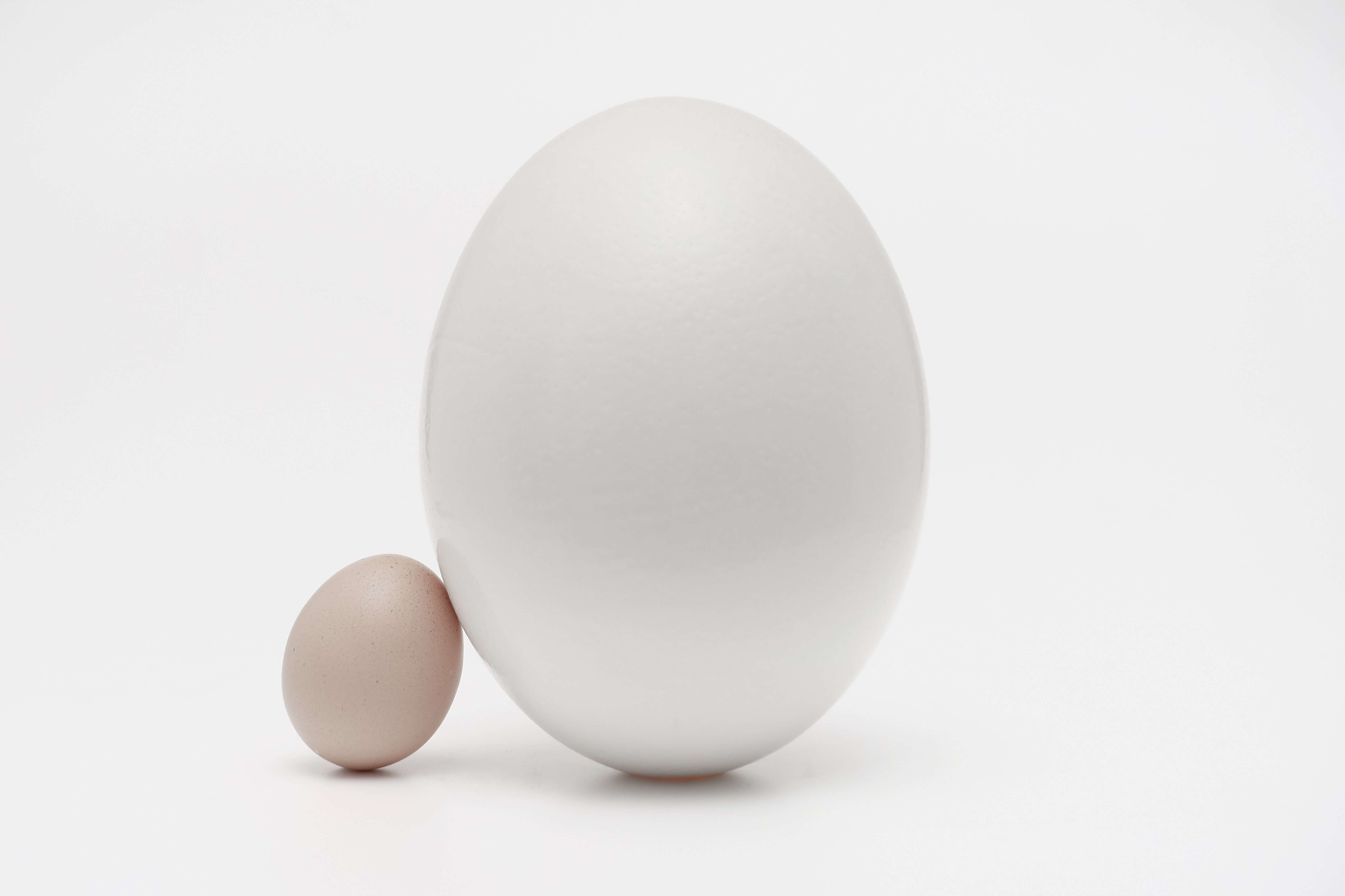 white creamy egg photo