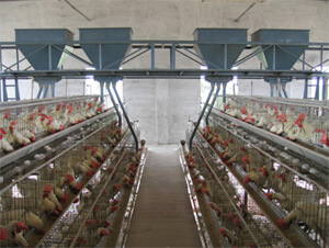 poultry feeding picture