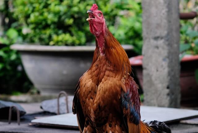picture of a red chicken crowing