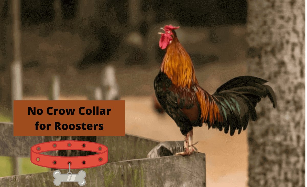 7 Best No Crow Rooster Collars in 2022 Sterling Springs Chicken