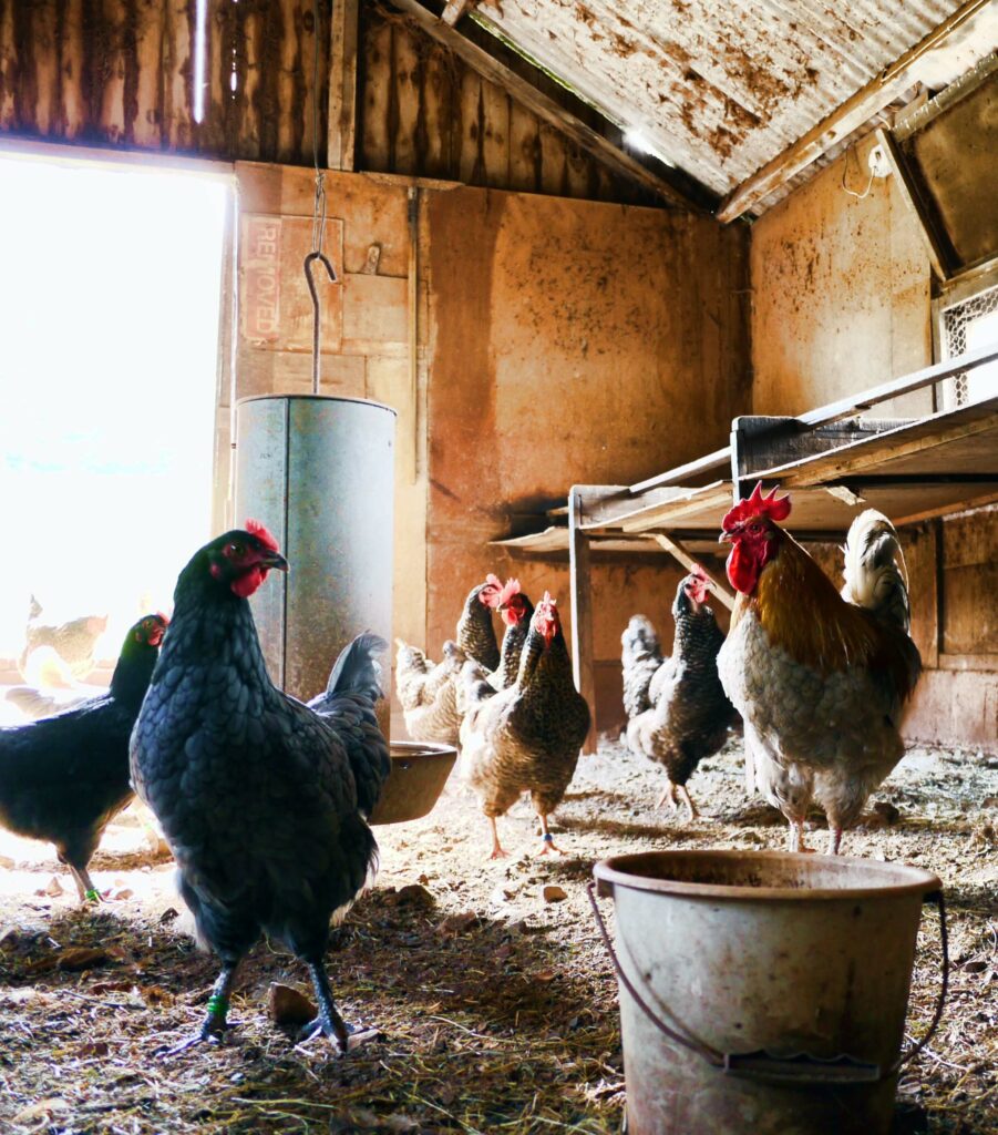 pictures of a flock of chicken with a hanging feeder