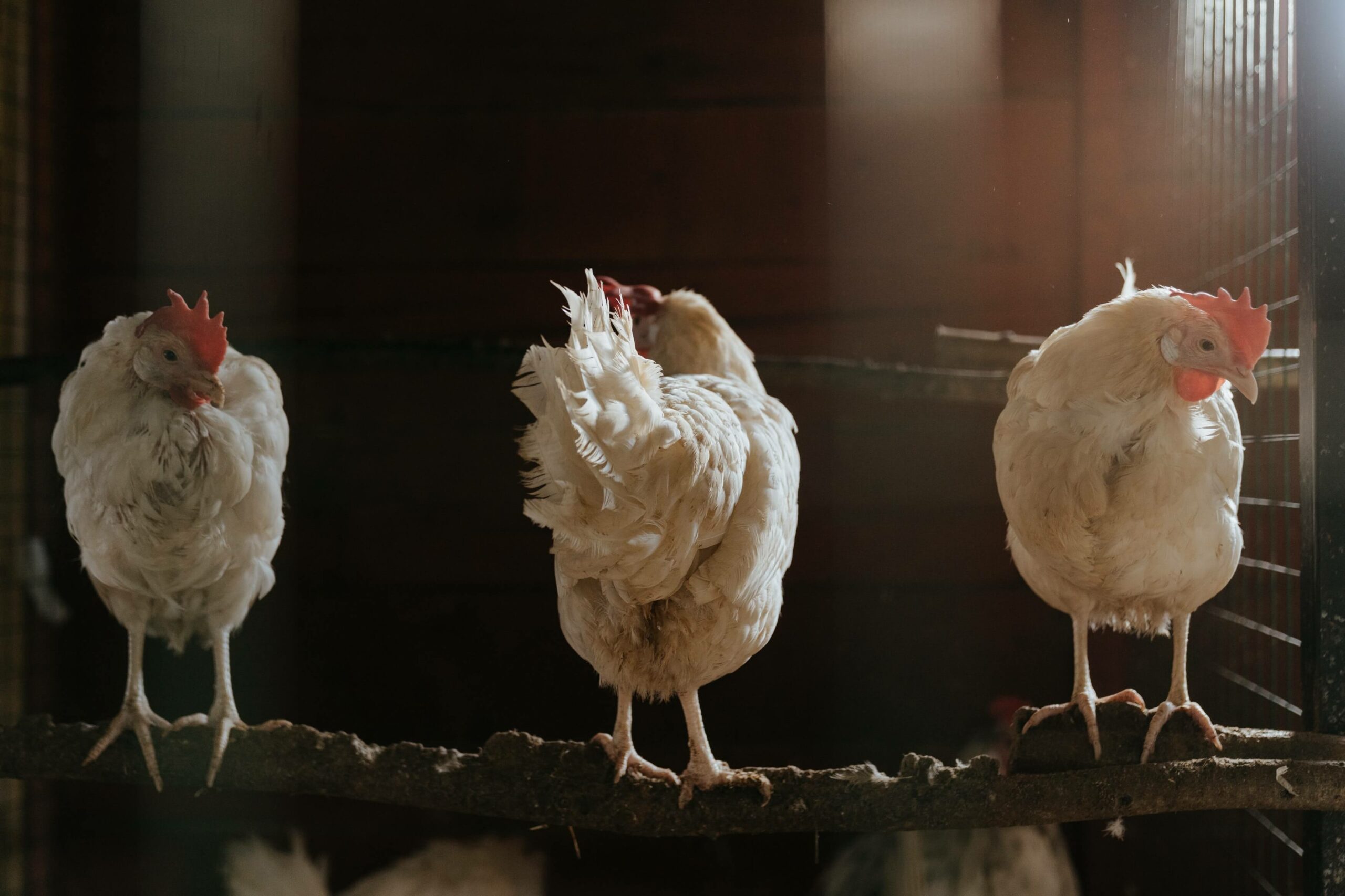 three chickens standing on a branch photo