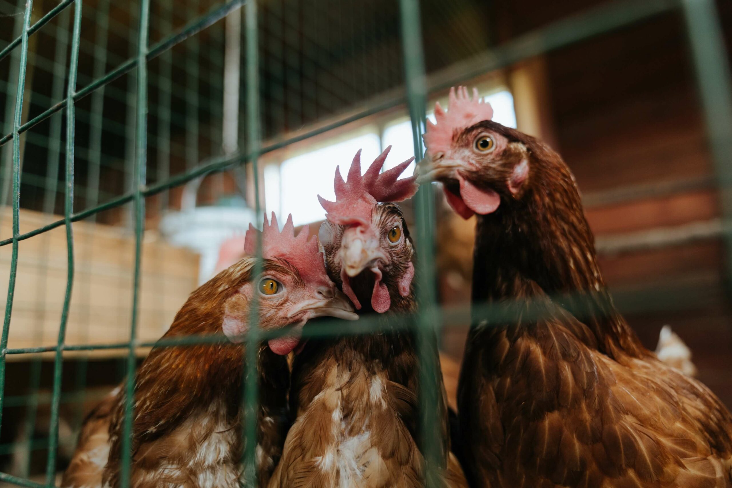 three chickens hugging each other