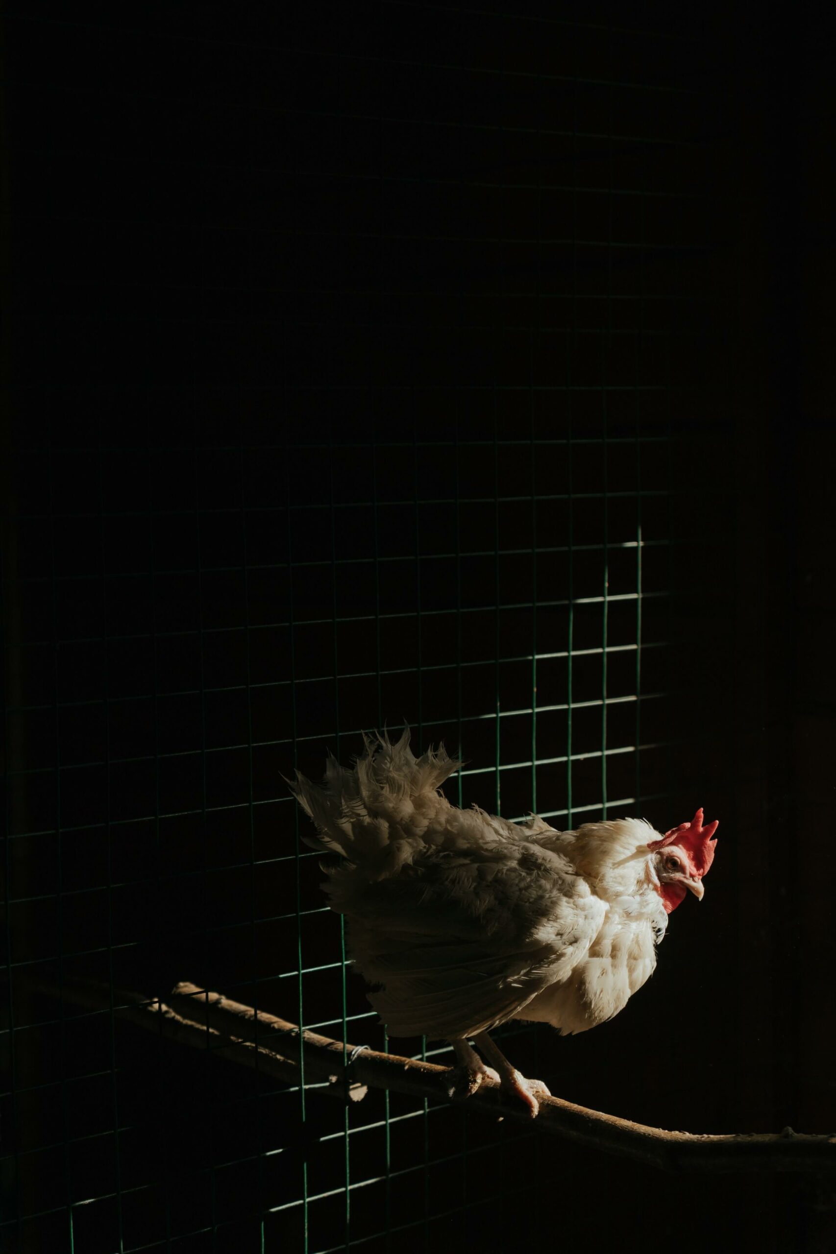 chicken standing on a tree branch