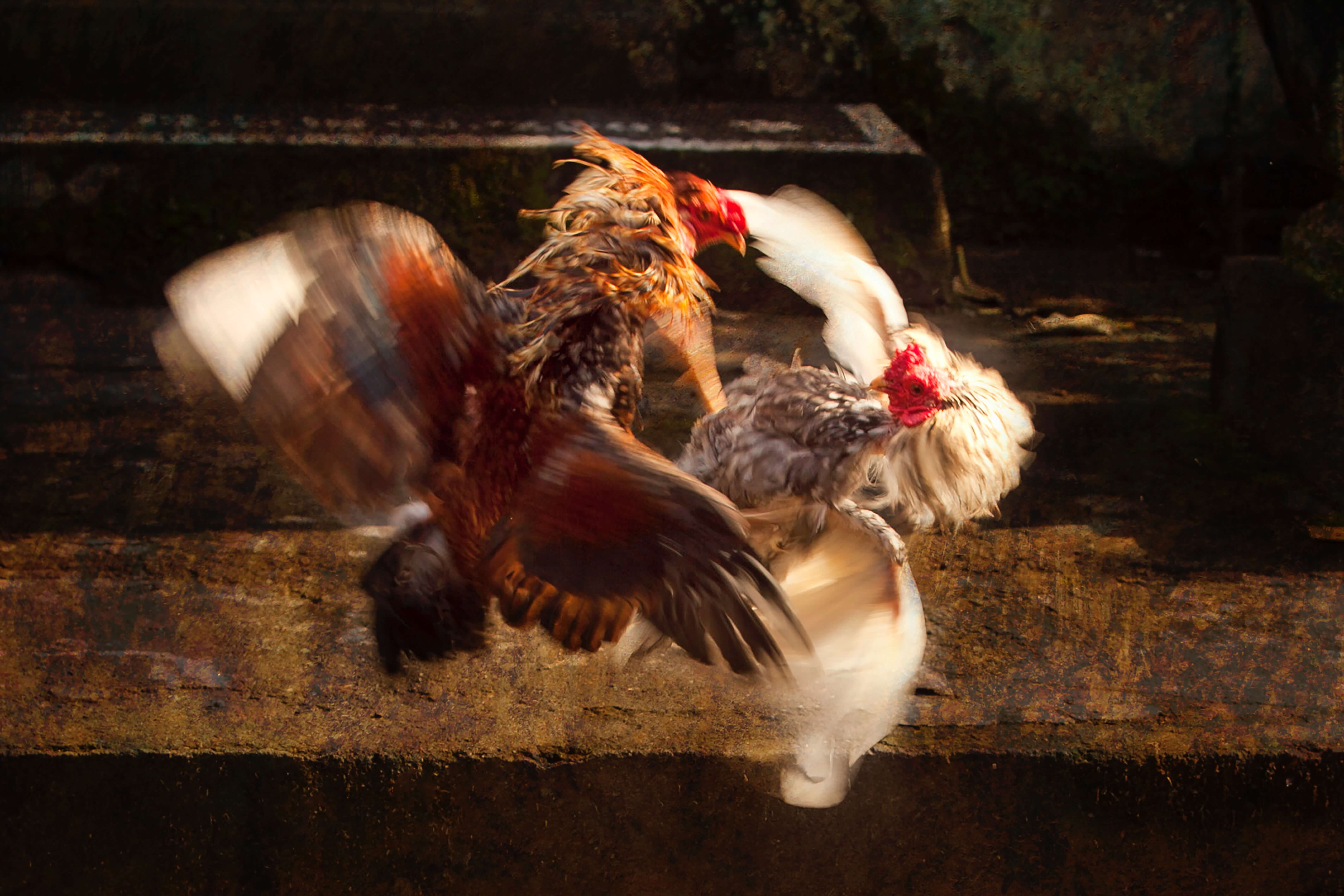 hens fighting