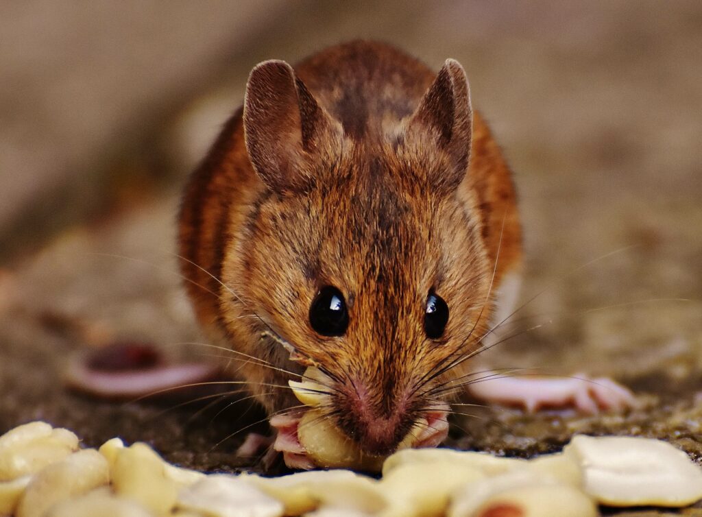 picture of a mice eating food