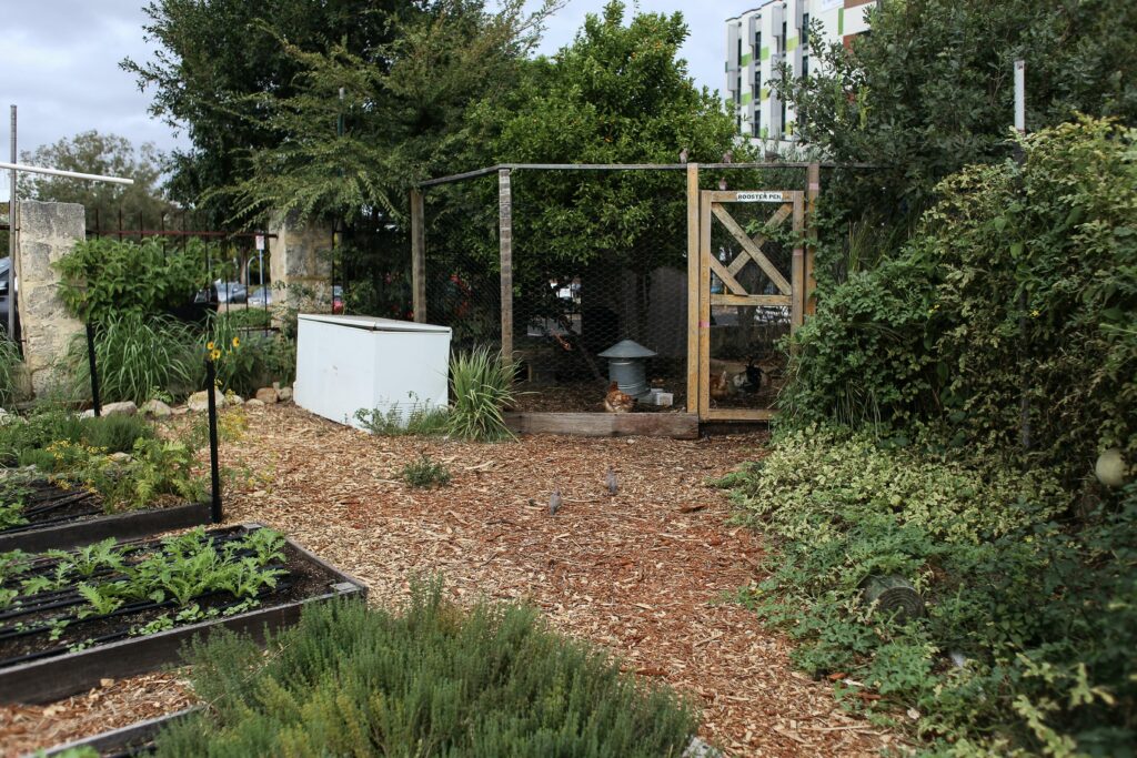 backyard chicken coop