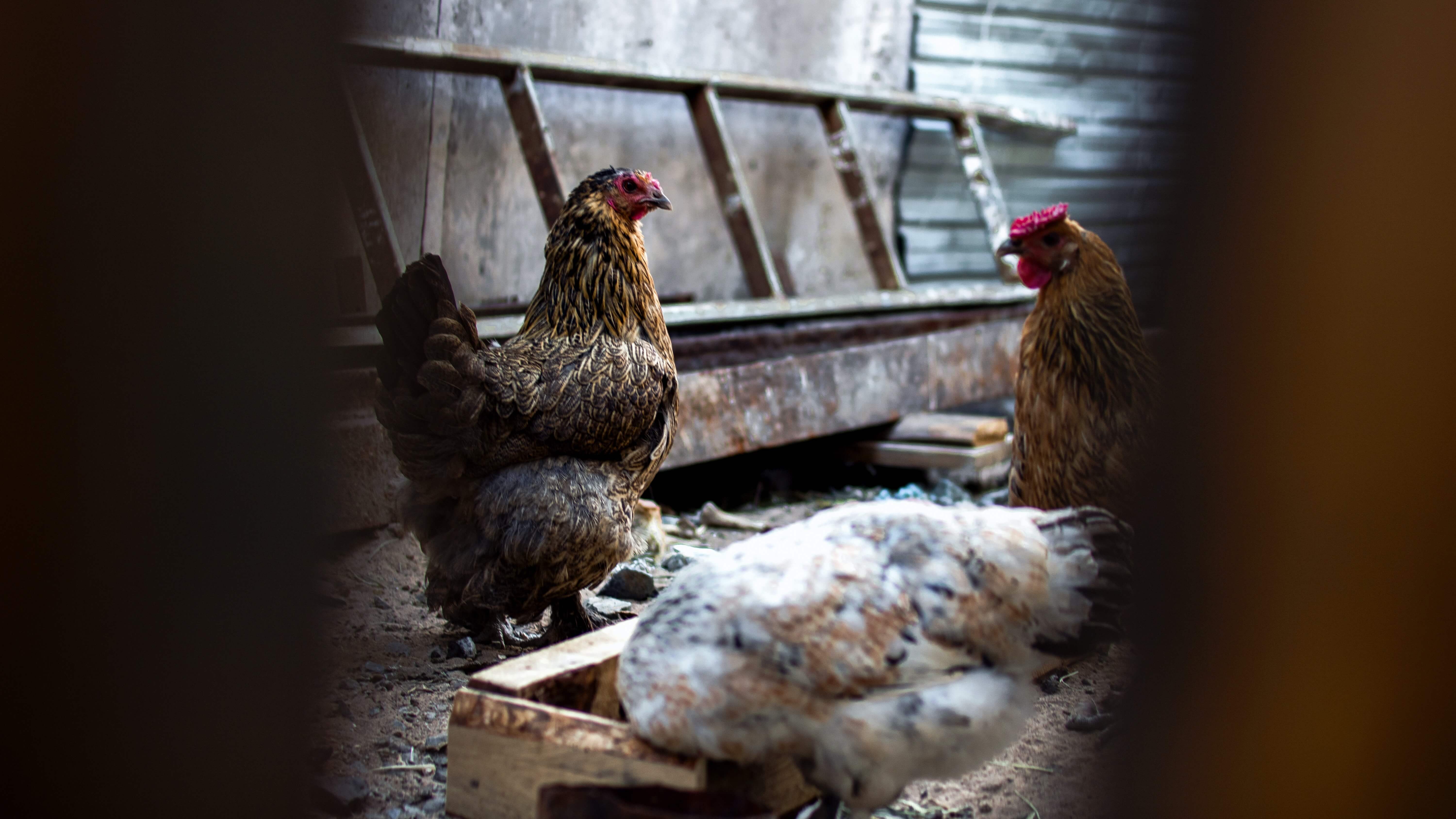 two chickens standing and one chicken eating