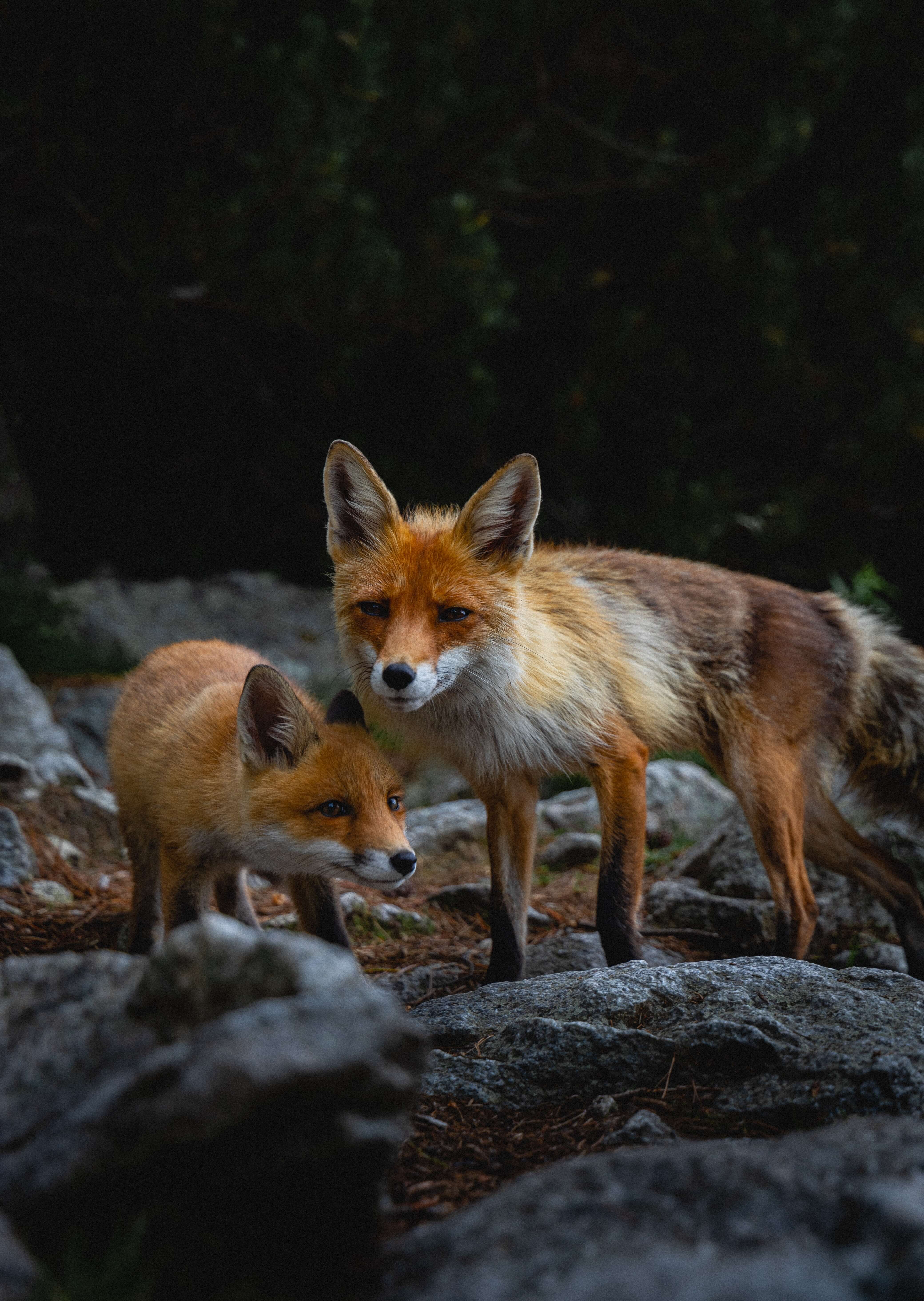  two foxes stand on the rocks picture
