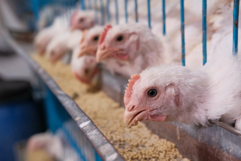 chicken feeding in a feeder