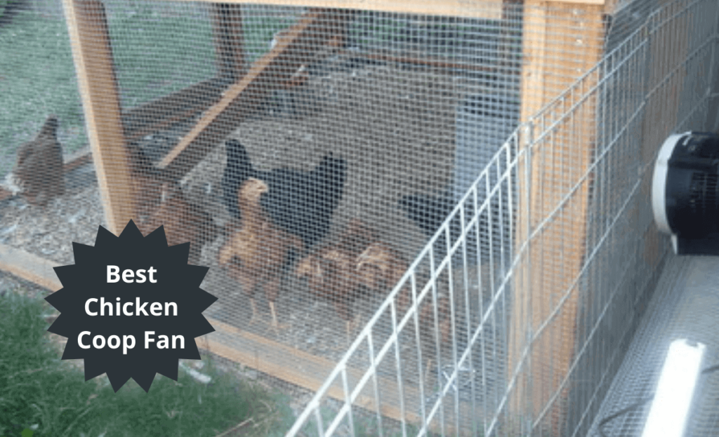 Best chicken coop fan image