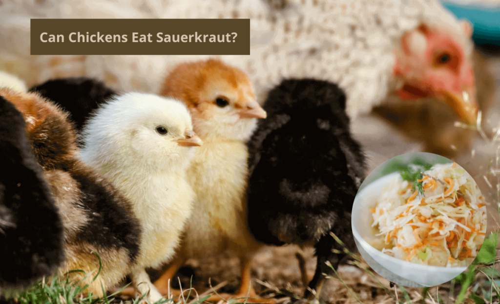 can chickens eat sauerkraut article image