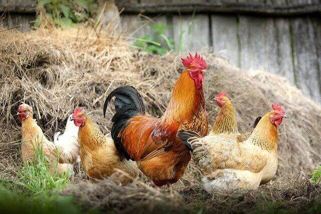 picture of 5 chickens near a pile chicken beddings