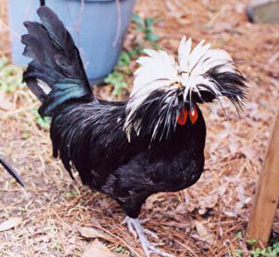 white crested black polish chicken picture