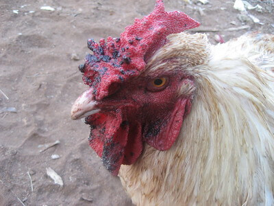 a chicken with disease picture