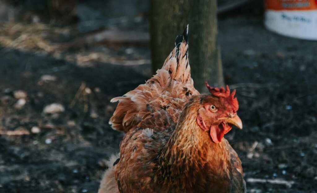 Broodiness chart for chicken breeds Sterling Springs Chicken